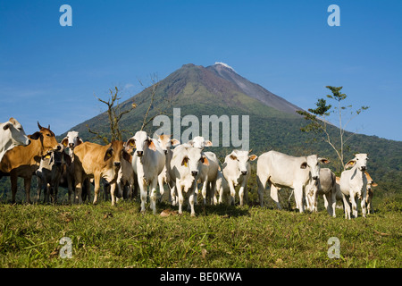 Un troupeau d'animaux de ferme avec le volcan Arenal en arrière-plan Banque D'Images