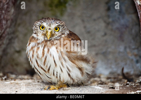 Pygmées péruvien-OWL, Glaucidium peruanum, OTAVALO, ÉQUATEUR. Banque D'Images