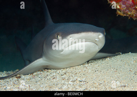 Whitetip reef shark, Triaenodon obesus. Hawaii. Banque D'Images