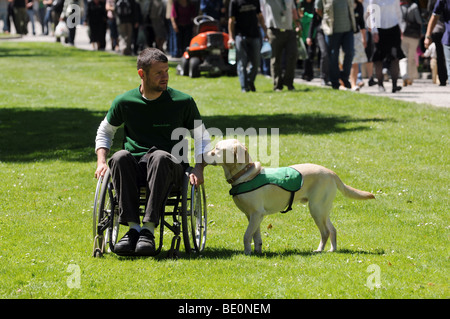 Labrador retriever dog formés pour aider les personnes handicapées. L'homme sur fauteuil roulant est formateur - pas du vrai personne handicapée. Banque D'Images