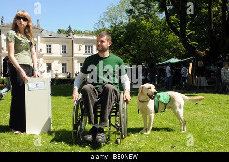 Labrador retriever dog formés pour aider les personnes handicapées. L'homme sur fauteuil roulant est formateur - pas du vrai personne handicapée. Banque D'Images