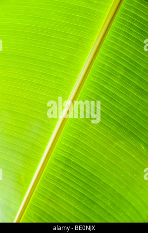 Genre Musa, Famille Musaceae Banque D'Images