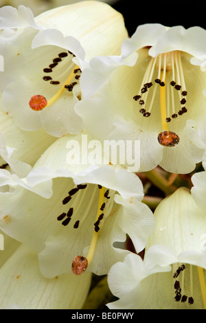 Rhododendron macabeanum en fleur Banque D'Images