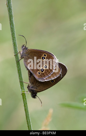 Aphantopus hyperantus ringlet ; ; paire sur tige ; butterfly Banque D'Images