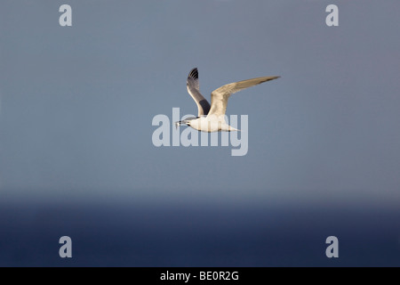 Sterne caugek Sterna ; sandvichensis ; avec des poissons volants Banque D'Images