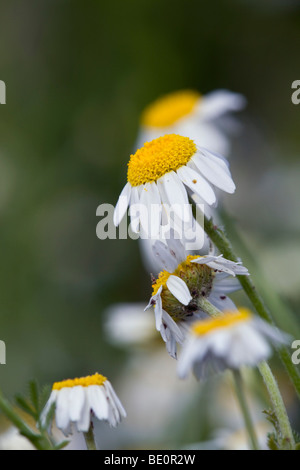 Camomille Matricaria recutita parfumés ; Banque D'Images