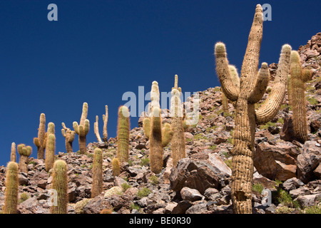 Cactus Canyon dans le désert d'Atacama au nord du Chili Banque D'Images