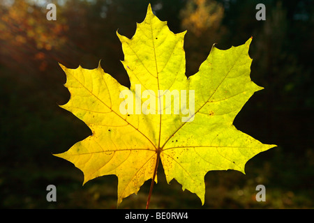 feuille d’érable Banque D'Images