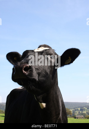 Un fresian cow dans une ferme dans le Derbyshire, Angleterre, Royaume-Uni Banque D'Images