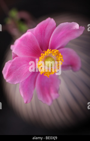 Anémone rose dans un vase, se concentrer à coeur de la fleur.Profondeur de champ. Banque D'Images