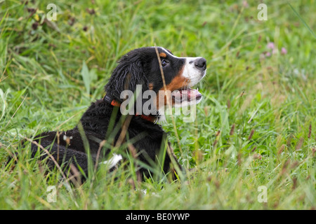 Portrait d'un jeune bernois Banque D'Images