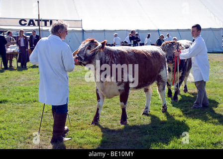 Voir juger bovins romsey Banque D'Images