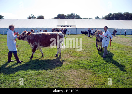 Voir juger bovins romsey Banque D'Images