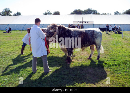 Voir juger bovins romsey Banque D'Images