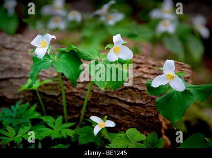 Close up de l'Ouest trois trilles (trillium ovatum). Tryon Creek State Park, New York Banque D'Images