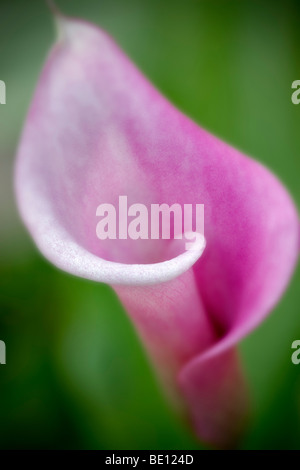 Rouge à lèvres calla lily. Californie (zantedeschia rehmannii. z). Al's nursery. Oregon Banque D'Images