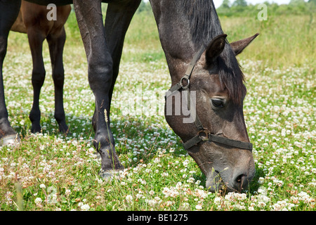 Black Horse grazing in meadow close-up Banque D'Images