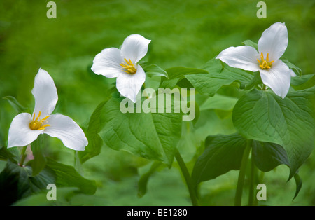 Close up de l'Ouest trois trilles (trillium ovatum). Tryon Creek State Park, New York Banque D'Images