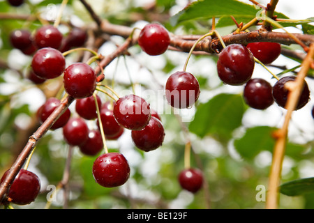 Cerise rouge dans un arbre Banque D'Images