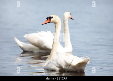 Nordic Swan blanc couple swimming in water Banque D'Images