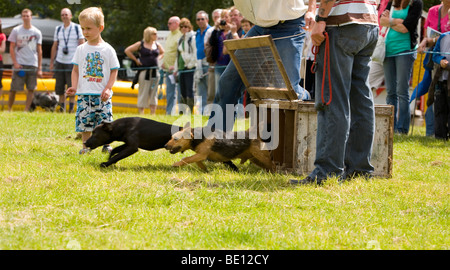 Course de terrier à Coniston Country Fair où animaux domestiques ordinaires en concurrence pour le plaisir Banque D'Images