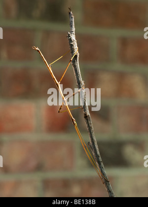 Stick bug, aka Bâton de marche, sur une branche Banque D'Images