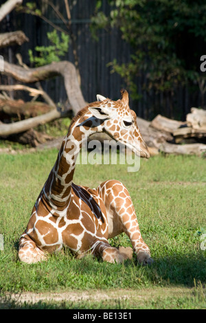 Bébé Girafe au zoo de Brookfield. Banque D'Images