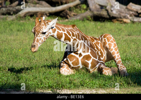 Bébé Girafe au zoo de Brookfield. Banque D'Images