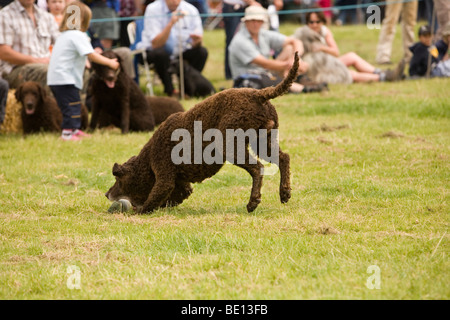 L'extraction de chien dummy dans le cadre de l'affichage de compétences Muncaster Gundog Club à l'assemblée annuelle de foire de Coniston avec foule à sur Banque D'Images