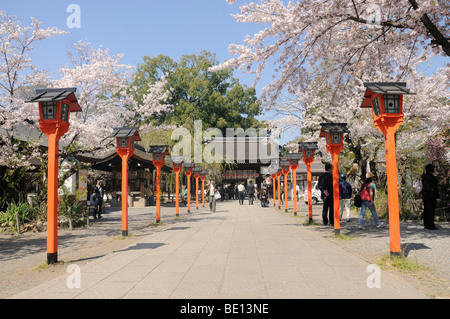 Fleur de cerisier au Sanctuaire Hirano, Kyoto, Japon, Asie de l'Est, Asie Banque D'Images