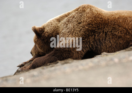 Stock photo d'un ours brun se reposant sur la plage, le lac Clark National Park, Alaska, 2009. Banque D'Images