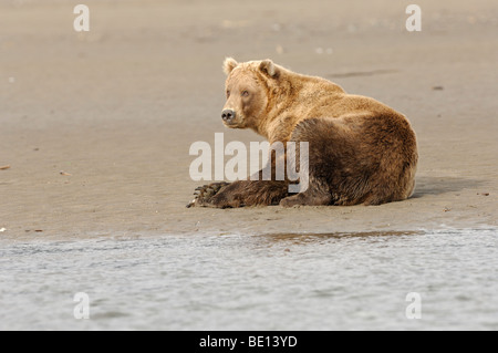 Stock photo d'un ours brun se reposant sur la plage, le lac Clark National Park, Alaska, 2009. Banque D'Images