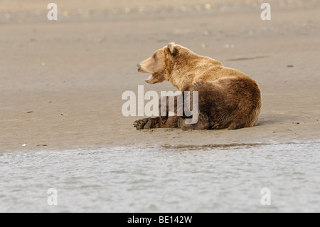 Stock photo d'un ours brun se reposant sur la plage, le lac Clark National Park, Alaska, 2009. Banque D'Images