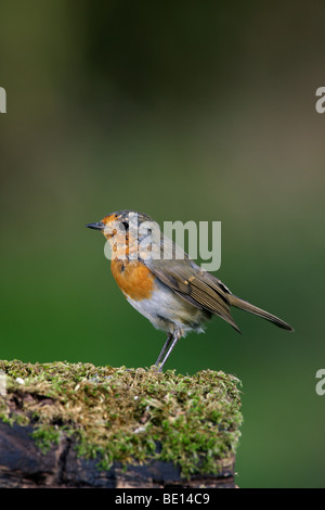 Erithacus rubecula aux abords de la mue dans Banque D'Images