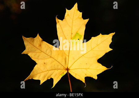 feuille d’érable Banque D'Images