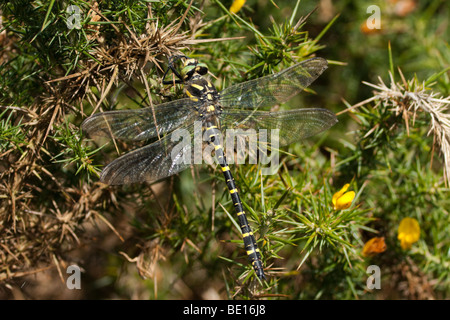 Golden-ringed Dragonfly Banque D'Images