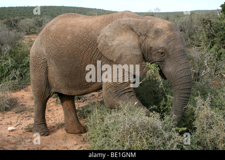 African Elephant Loxodonta africana à se nourrir dans le Parc National de Addo, Afrique du Sud Banque D'Images