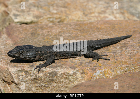 Noir (CAPE) Girdled Lizard dans le Parc National de la péninsule du Cap, Afrique du Sud Banque D'Images