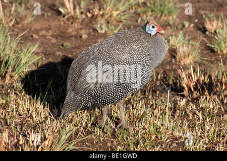 Pintade de Numidie (Numida meleagris) dans les montagnes du Drakensberg, Site du patrimoine mondial de l'UNESCO, Afrique du Sud Banque D'Images