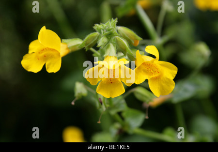 Monkey Flower, Mimulus guttatus, Phrymaceae ou Scrophulariaceae, UK, Europe, Amérique du Nord de l'Australie. Banque D'Images