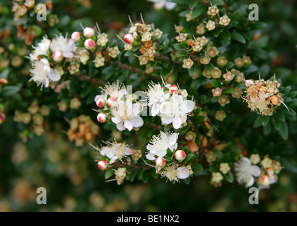 Myrte commun ou vrai, de myrte Myrtus communis subsp. tarentina Myrtaceae,, dans le sud de l'Europe Banque D'Images