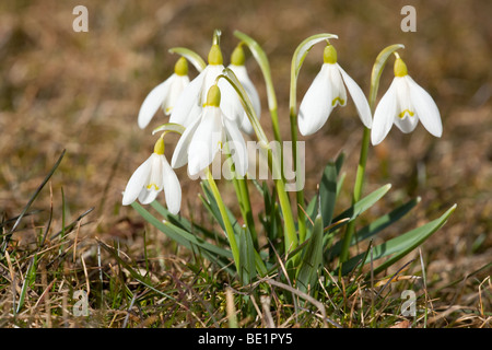 Bouquet de perce-neige blanche dans l'herbe Banque D'Images