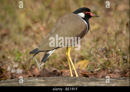 Réorganisation de sociable Vanellus indicus rouge Bandhavgarh National Park Banque D'Images