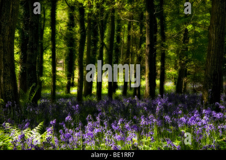 Surréaliste et rêveuse photo de jacinthes en bois près de Symonds Yat, Herefordshire sur journée ensoleillée au printemps Banque D'Images