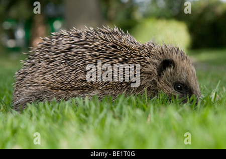 Hedgehog se cacher dans l'herbe prises au niveau de l'oeil. Banque D'Images