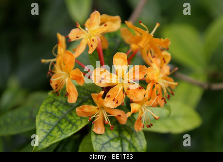 Rhododendron Rhododendron Vireya, macgregoriae, Ericaceae, Nouvelle Guinée Banque D'Images