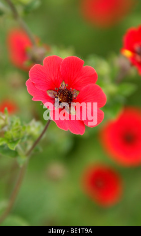 Potentille Potentilla nepalensis, Népal, Potentilla 'Gibson's Scarlet', Rosaceae. Une variété cultivée à partir de l'Himalaya, d'Asie Banque D'Images