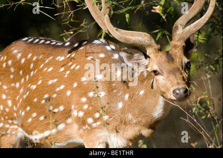 Spotted Deer ou Chital cerf Axis axis Bandhavgarh National Park homme face portrait Banque D'Images