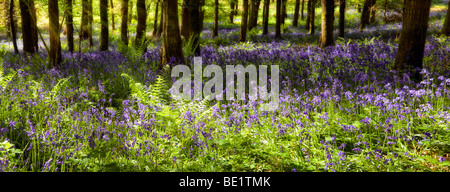 Rêve de photo panoramique bluebells à sunny woods près de Symonds Yat, Herefordshire au printemps avec les rayons du soleil Banque D'Images