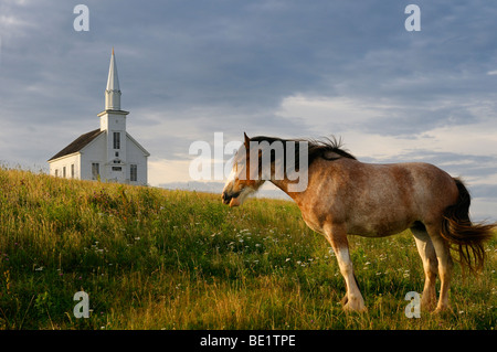 Clydesdale horse standing in field with church at Highland Village Museum à Iona l'île du Cap-Breton, Nouvelle-Écosse Canada Banque D'Images